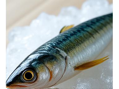 千葉県産 真鯖 (Chiba Prefecture Mackerel)